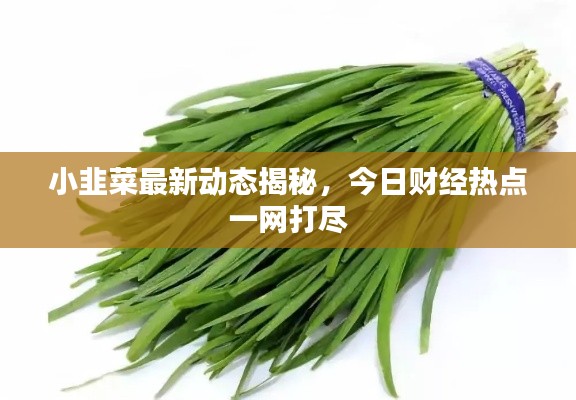 小韭菜最新动态揭秘,今日财经热点一网打尽